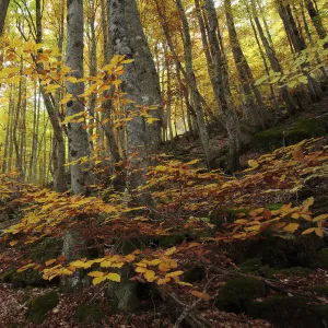 Beechwood in Ordesa y Monte Perdido National Park in the Pyrenees, Huesca, Spain