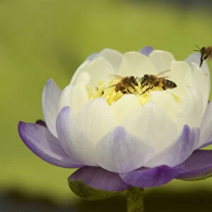 Bees in a water lily at a Roadside Billabong on the road to Port Stewart from Running