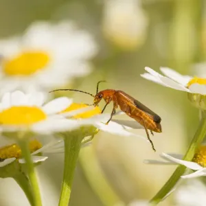 Mariposa de la tierra, (Rhagonycha fulva), alimentándose de la flor del diente de león, Escocia, Reino Unido, julio. Mariposa de la tierra, (Rhagonycha fulva), alimentándose de la flor del diente de león, Escocia, Reino Unido, julio.