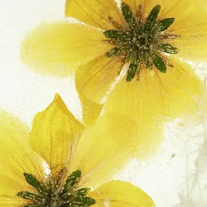 Beggarticks (Bidens sp. ) flowers, encased in ice, studio environment Beggarticks (Bidens sp. ) flowers, encased in ice, studio environment