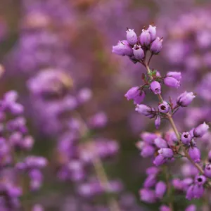 Bell heather (Erica cinerea) in flower, Steadham Common Nature Reserve, Sussex, UK