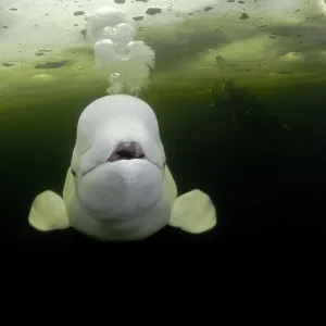 Beluga whale (Delphinapterus leucas) swimming under ice and exhaling air, with scuba