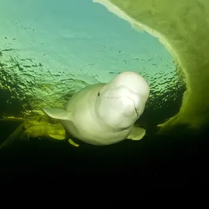 Beluga whale (Delphinapterus leucas) swimming under ice, Arctic circle Dive Center Beluga whale (Delphinapterus leucas) swimming under ice, Arctic circle Dive Center
