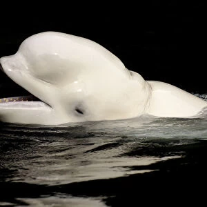 Beluga / White whale (Delphinareptus leucas) surfacing, Captive, Vancouver Aquarium