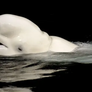 Beluga / White whale (Delphinareptus leucas) surfacing, Captive, Vancouver Aquarium