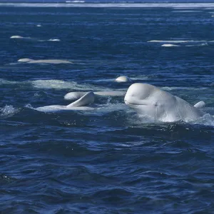 Beluga / White whale at sea surface {Delphinapterus leucas} arctic Canada