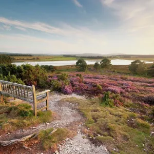 Heather Landscape Print, Arne RSPB Reserve Heather Landscape Print, Arne RSPB Reserve