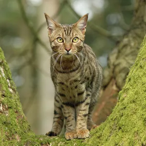 Bengal cat up a tree