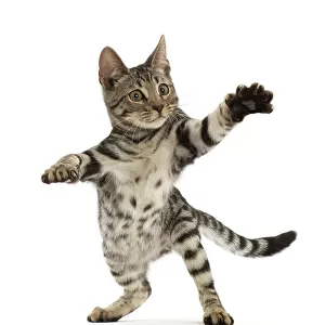 Bengal kitten, aged 15 weeks, standing on hind legs reaching out, portrait