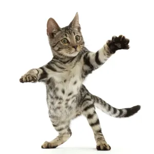 Gatito de Bengala, con 15 semanas de edad, parado en las patas traseras extendiendo la mano, retrato. Gatito de Bengala, con 15 semanas de edad, parado en las patas traseras extendiendo la mano, retrato.