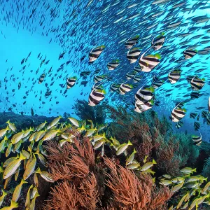 Bengal snapper (Lutjanus bengalensis), Bannerfish (Heniochus diphreutes) and Fusiliers (Caesio sp.) diving towards coral reef to avoid predators. North Ari Atoll, Maldives. Indian Ocean