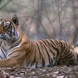 Bengal tiger {Panthera t tigris} female resting in forest, Bandhavgarh NP, Madhya Pradesh, India