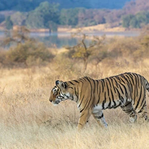 Bengal Tiger (Panthera tigris) Arrowhead patrolling his territory, Ranthambore