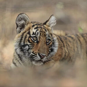 Bengal Tiger (Panthera tigris) cub, low angle, Ranthambhore National Park, India
