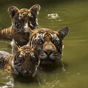 Bengal tiger (Panthera tigris) female and cubs swimming in pond. Ranthambore National Park, India