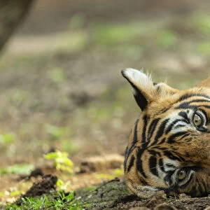 Bengal tiger (Panthera tigris), resting, Ranthambore National Park, India