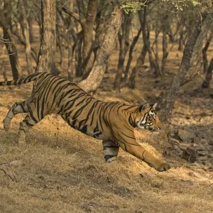 Bengal Tiger Print: Sloping Landscape, Ranthambore National Park Bengal Tiger Print: Sloping Landscape, Ranthambore National Park