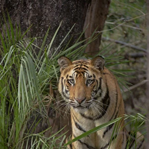 Bengal Tiger (Panthera tigris) sub-adult, approximately 17-19 months old, amongst forest vegetation