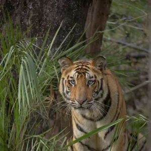 Bengal Tiger (Panthera tigris) sub-adult, approximately 17-19 months old, amongst forest vegetation