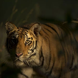 Bengal Tiger (Panthera tigris) sub-adult, approximately 17-19 months old, lit by morning light