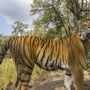 Bengal tiger (Panthera tigris tigirs) tigress, stopping due to sound from camera while patrolling