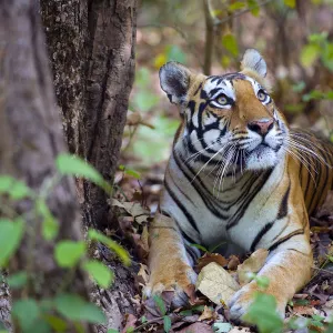 Bengal tiger (Panthera tigris tigris), female resting and looking up Kanha National Park