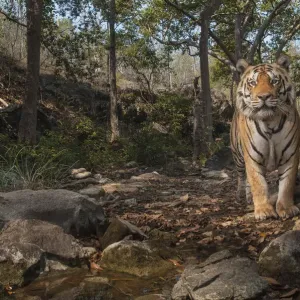Bengal tiger (Panthera tigris tigris), male near tree previously spray marked by female Bengal tiger (Panthera tigris tigris), male near tree previously spray marked by female