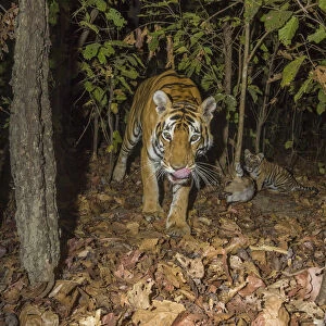 Bengal tiger (Panthera tigris tigris) tigress (T32) feeding on Spotted deer / Chital