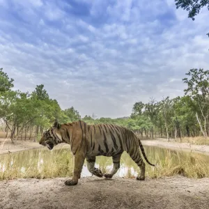 Bengal tiger (Panthera tigris tigris) dominant male (T29) walking on mud dam wall