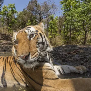 Bengal tiger (Panthera tigris tigris) dominant male (T29) and resident female (T27)