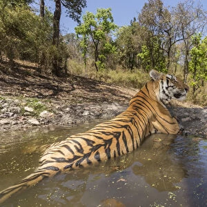 Bengal tiger (Panthera tigris tigris) dominant male (T29) cooling off in a waterhole