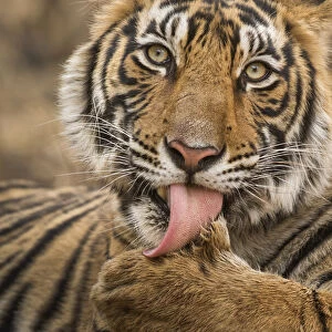 Bengal tiger (Panthera tigris tigris) licking paw. Ranthambore National Park, Rajasthan