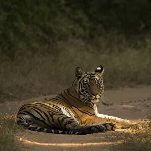 Bengal tiger (Panthera tigris tigris) resting on track. Bandhavgarh National Park, India