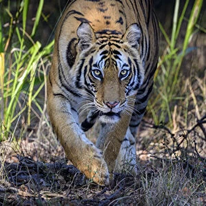 Bengal tiger (Panthera tigris tigris) female stalking through forest