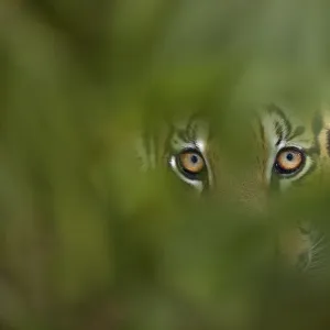 Bengal Tiger (Panthera tigris tigris) captive, with leaves digitally added