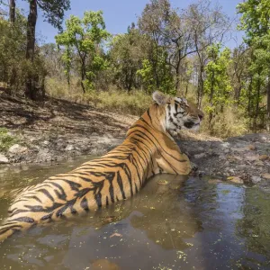 Bengal tiger (Panthera tigris tigris) dominant male (T29) cooling off in a waterhole Bengal tiger (Panthera tigris tigris) dominant male (T29) cooling off in a waterhole