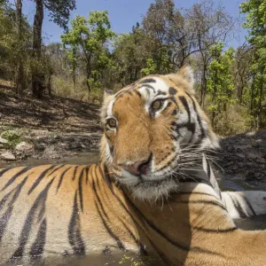 Tigre de Bengala (Panthera tigris tigris) macho dominante (T29) y hembra residente (T27). Tigre de Bengala (Panthera tigris tigris) macho dominante (T29) y hembra residente (T27).