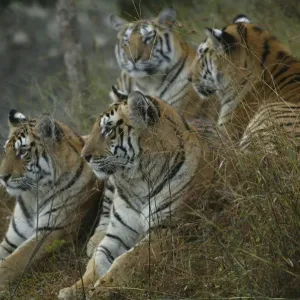 Bengal Tiger Family Print, Pench National Park Bengal Tiger Family Print, Pench National Park