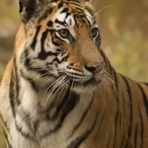 Bengal Tiger Female Print, Bandhavgarh National Park Bengal Tiger Female Print, Bandhavgarh National Park