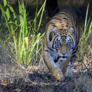 Bengal tiger (Panthera tigris tigris) female stalking through forest Bengal tiger (Panthera tigris tigris) female stalking through forest