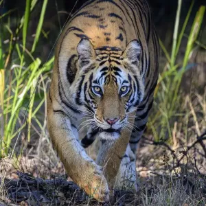 Bengal tiger (Panthera tigris tigris) female stalking through forest Bengal tiger (Panthera tigris tigris) female stalking through forest