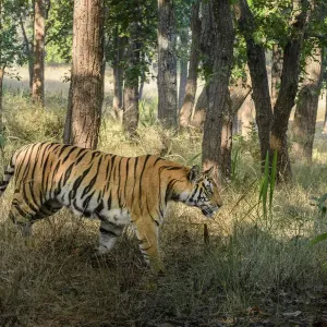 Bengal tiger (Panthera tigris tigris) female walking through sal (Shorea robusta) forest Bengal tiger (Panthera tigris tigris) female walking through sal (Shorea robusta) forest