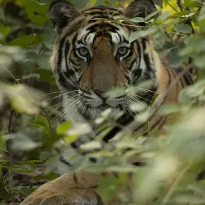 Bengal tiger (Panthera tigris tigris) male resting in undergrowth, portrait Bengal tiger (Panthera tigris tigris) male resting in undergrowth, portrait