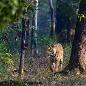 Bengal tiger (Panthera tigris tigris) male walking through sal (Shorea robusta) forest Bengal tiger (Panthera tigris tigris) male walking through sal (Shorea robusta) forest