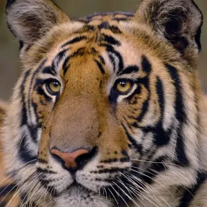 Bengal Tiger Print - 19-month Male Portrait Bengal Tiger Print - 19-month Male Portrait