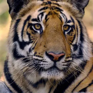 Bengal tiger (Panthera tigris tigris) portrait of a 19-month male. Bandhavgarh National Park Bengal tiger (Panthera tigris tigris) portrait of a 19-month male. Bandhavgarh National Park