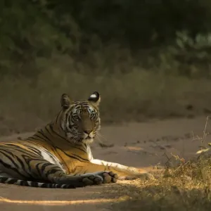 Bengal tiger (Panthera tigris tigris) resting on track. Bandhavgarh National Park, India Bengal tiger (Panthera tigris tigris) resting on track. Bandhavgarh National Park, India