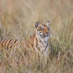 Bengal tiger (Panthera tigris tigris) standing in grassland Bengal tiger (Panthera tigris tigris) standing in grassland
