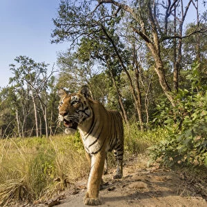 Bengal tiger (Panthera tigris tigris) (T27) walking on bund / dam wall trail. Kanha National Park