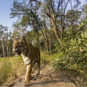 Bengal tiger (Panthera tigris tigris) (T27) walking on bund / dam wall trail. Kanha National Park